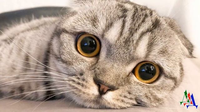 ВАРВАРА 21. «Что же вы, мамаша, за зверем не следите? Держите своё сокровище!» смотреть онлайн