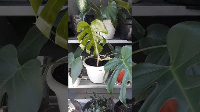 MONSTERA PERU ATAU SIRIH BADAK Dan sirih Lemon atau sirih Centong смотреть онлайн