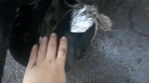 ГОТОВЛЮ Еду на Глушителе Скутера! Бутерброд на глушителе! Проверка лайфхака honda dio af 34.