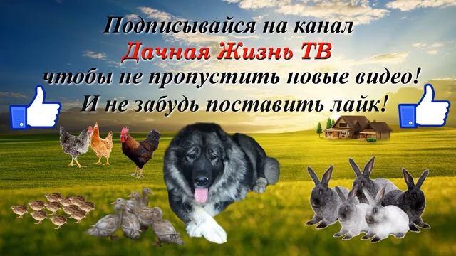 Начни день с воды. Дачная жизнь ТВ. смотреть онлайн