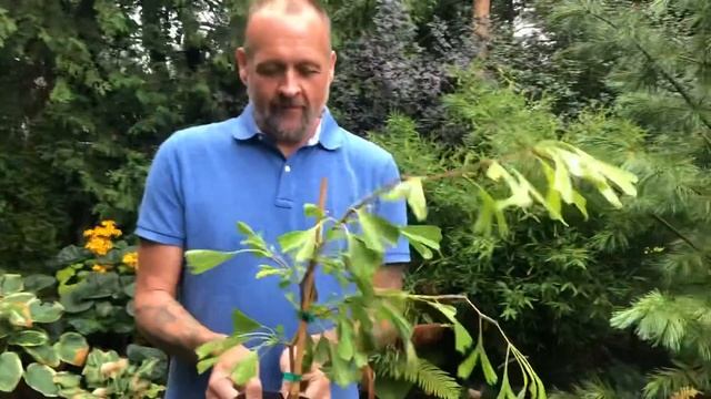 Online Plant Auction : Ginkgo Roswitha смотреть онлайн