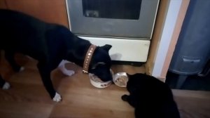 АМСТАФФ И КОТ