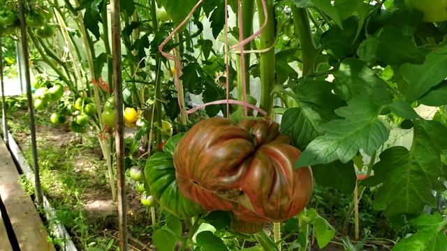 Микрообзор томата сорта Амурский тигр розовый (Аэлита) в теплице смотреть онлайн