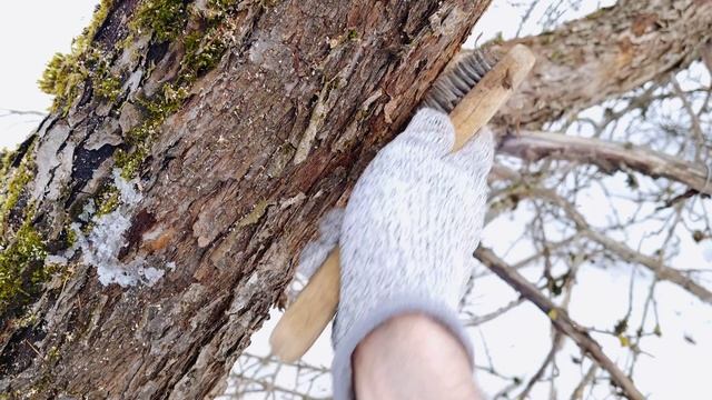 Омоложение и прививка старой яблони