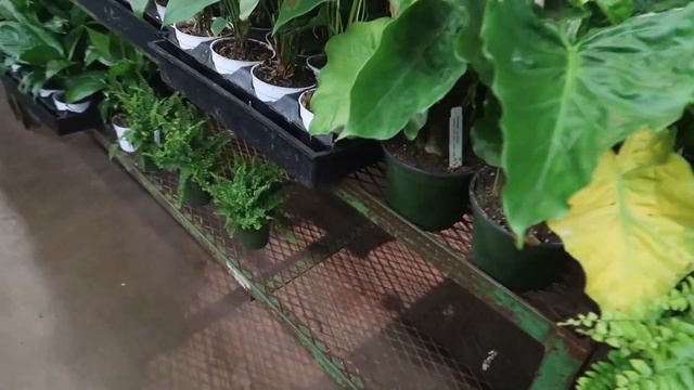 LA Flower District (Houseplant) Tour | Cheap Starter Plants! смотреть онлайн