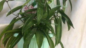 Hoya Minibelle