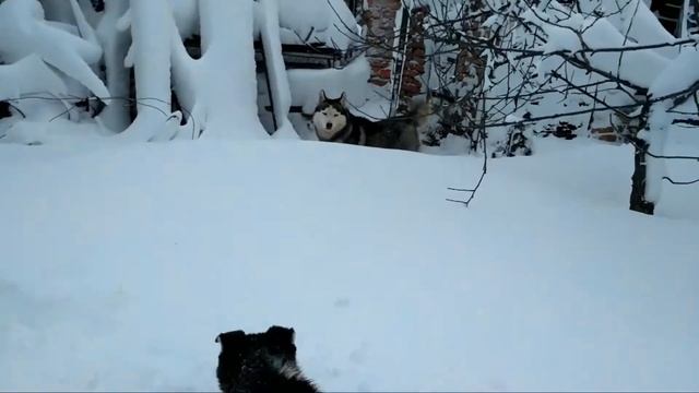 Серый Хаски. смотреть онлайн