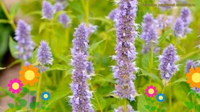 Лофант анисовый Блю Фортун. Краткий обзор, описание agastache blue fortune Blue Fortune смотреть онлайн