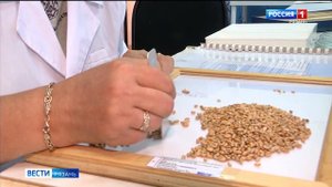 Специалисты Россельхозцентра проверяют качество семян