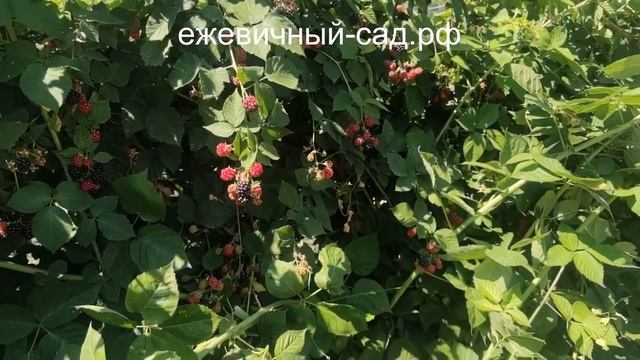 Садовая ежевика Честер смотреть онлайн