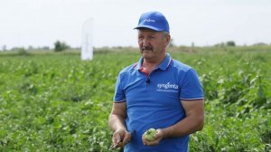 САГАТАН F1 | Овощная усадьба