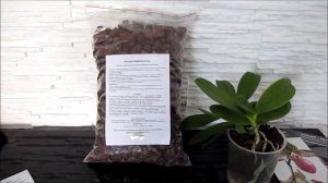 Орхидея Purple Martin! Субстрат для Орхидей от Швертера., Dtps. Purple Martin, Фаленопсис