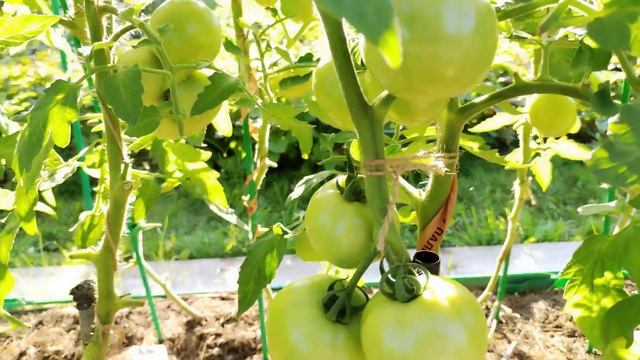 30 июля 2023 томаты в открытом грунте. #томатывоткрытомгрунте,#томаты,#открытыйгрунт,#надаче смотреть онлайн