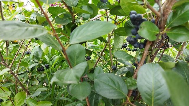 Черноплодная рябина в моем саду
