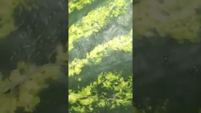 Арбуз Фарао F1 от Сингенты смотреть онлайн