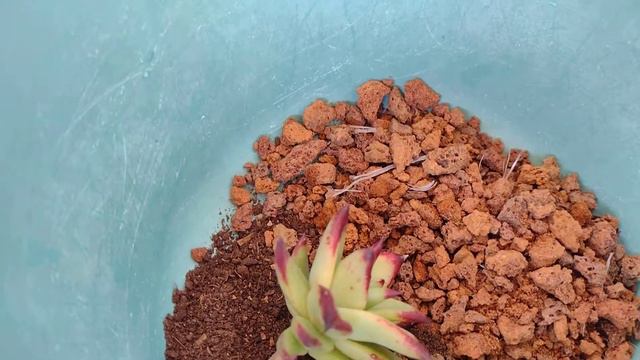Cómo reproducir Echeveria agavoides por hijuelo смотреть онлайн