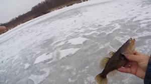 Никто ТАК не ловит ротана, А ЗРЯ! Клюют САМЫЕ КРУПНЫЕ ротаны! Попался РОТАН С СЮРПРИЗОМ!!!