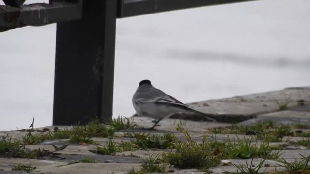 Прыг-скок смотреть онлайн