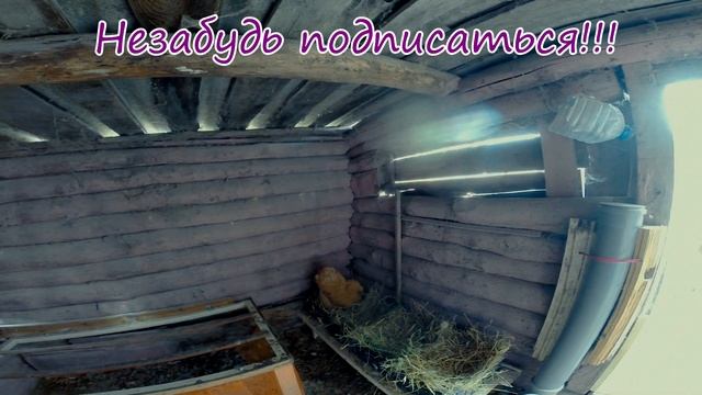 Как подложить яйца под куру, подкладка яиц курице | Дневник Кроликовода №24 | Арболитич