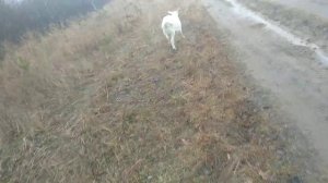 как узнать котная коза или нет показываю. И проблемы из за старого козла!