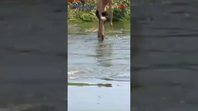 Сходили на раков смотреть онлайн