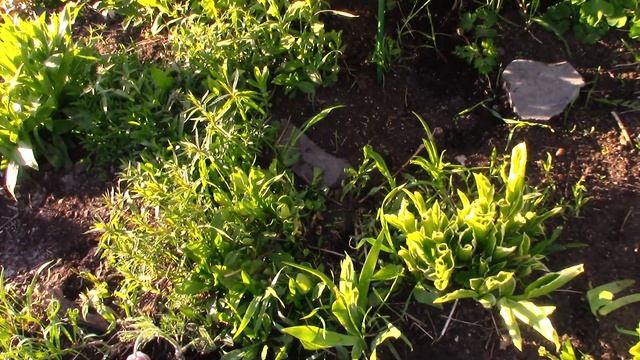 Примулы,новые прострелы.Жду цветения древовидного пиона. смотреть онлайн