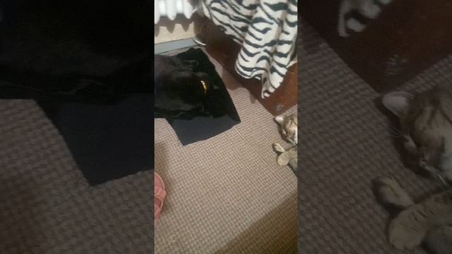 #котята сладко сладко спят#всем сладких снов31#октября смотреть онлайн