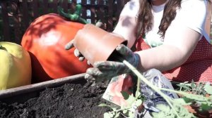 Посадка томатов в открытый грунт ☘ Что посадить рядом на грядке с помидорами