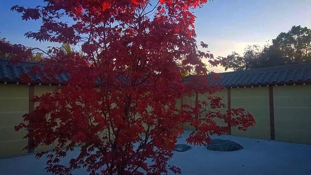 Японский сад Краснодар 2023 смотреть онлайн