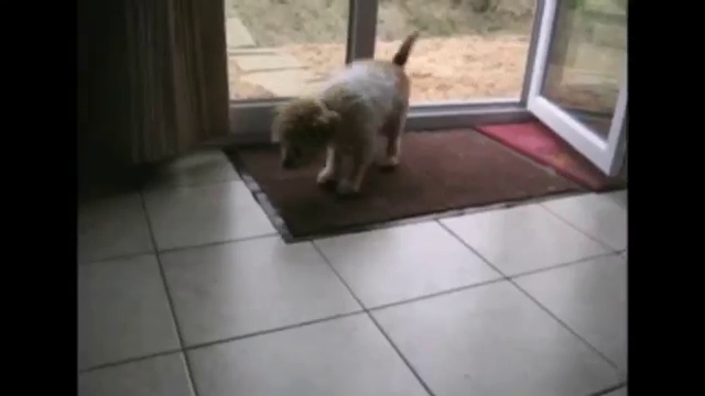 Друзья наши животные смотреть онлайн