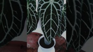 Ellie Goulding_ Love me like you do (music plants cover--Anthurium Crystalinum King )