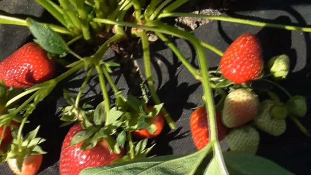 ПИРЧИНКЬЮ . Сладкая клубника с ярким земляничным ароматом. / мини-питомник КЛУБНИКА-МАЛИНА. смотреть онлайн