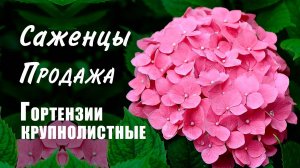 Гортензии крупнолистные. Саженцы, продажа