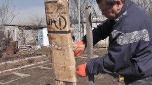 Хурма Россиянка. Открытие после зимы, которая вымерзала
