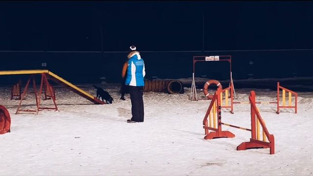 Аджилити Яна Губенко и лабрадор Лани. смотреть онлайн