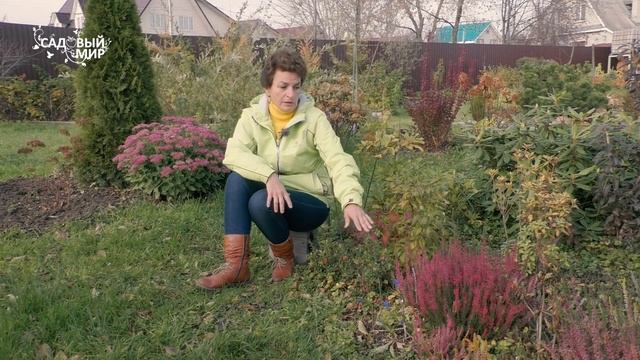 Новая садовая ягода - брусника на грядке смотреть онлайн