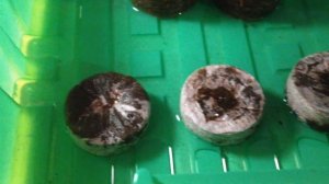 Кокосовые и торфоперегнойные таблетки. В чем различия?