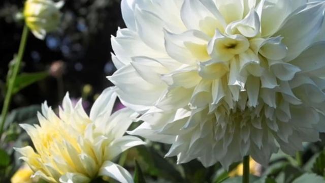 Георгин (Dahlia) для начинающих цветоводов смотреть онлайн