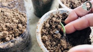 SEMAI UBI KELADI / PROPAGATE CALADIUM BUDS