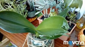Фаленопсис Немо самая дорогая жрачка для кота