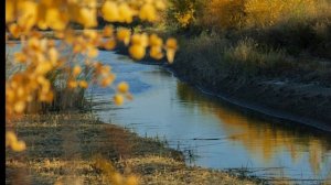 Узбекистан. Амударья и Тугайные леса в Хорезмской области