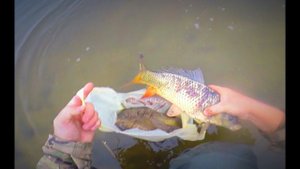 Наловил сазанов руками) Спасение обреченных. Остаться в живых. Suzuki djebel 250xc