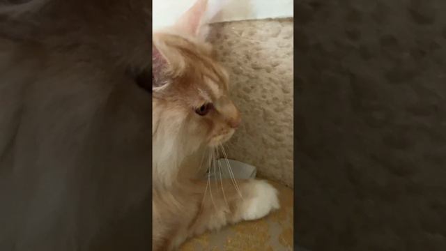 В субботу лучше не пить #врекомендации #врек #шпиц #мейнкун #собака #кот #дружба #cat #dog #funny смотреть онлайн