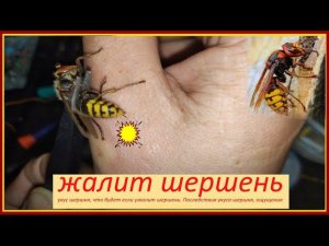 ШОК! Жалит шершень / опасно не повторять / ужалил шершень