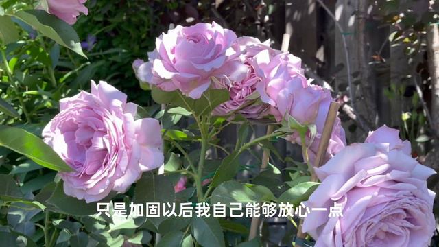 紫色系月季“情歌”｜Weeks Rose Love Song смотреть онлайн