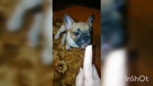 Щенкам 4 месяца. Результаты на 4-м занятие.