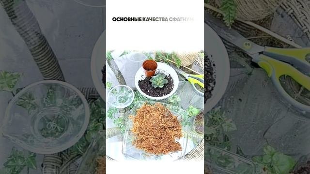 Мох сфагнум. Уникальные свойста, сферы его применения.