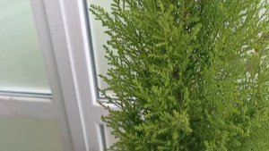Комнатный кипарисовик Купрессус