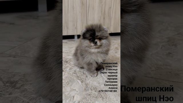 Померанский шпиц медвежий тип , черный мрамор "призрак" #купитьшпица #померанскийшпиц #щенокшпица смотреть онлайн