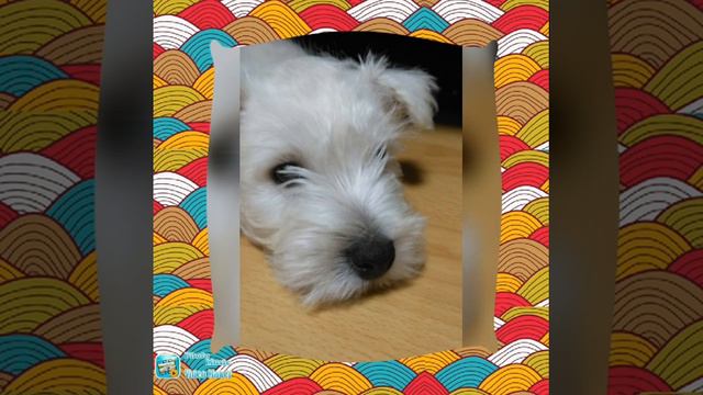 Жизнь Мигеля в картинках!!!!! 😜 смотреть онлайн